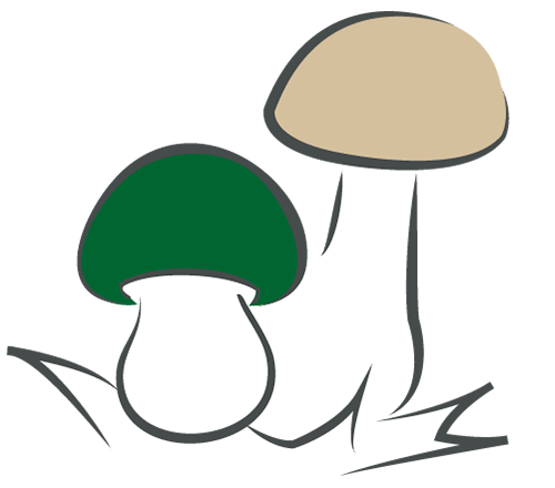 schwammerl